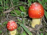 Amanita parcivolvata image