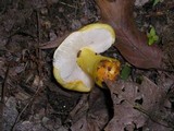Russula flavida image