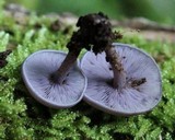 Baeospora myriadophylla image