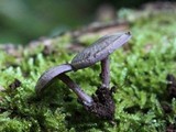 Baeospora myriadophylla image