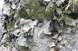 Umbilicaria americana image
