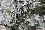 Umbilicaria americana image