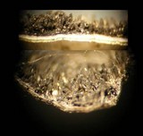 Umbilicaria americana image