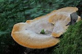 Bondarzewia berkeleyi image