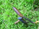 Elaphocordyceps ophioglossoides image