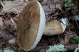Tylopilus felleus image