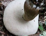 Tylopilus felleus image