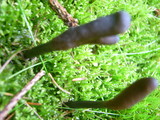 Elaphocordyceps ophioglossoides image