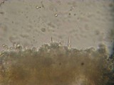Lentinellus montanus image