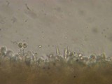 Lentinellus montanus image