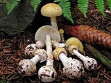 Amanita praecox image