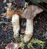 Cortinarius vernalisierraensis image