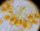 Phragmidium tuberculatum image