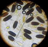 Phragmidium tuberculatum image