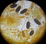 Phragmidium tuberculatum image