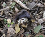 Cortinarius glaucopus image