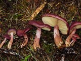 Gymnopilus thiersii image
