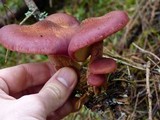 Gymnopilus thiersii image