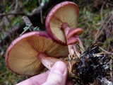 Gymnopilus thiersii image
