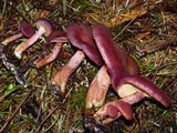 Gymnopilus thiersii image