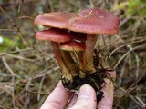 Gymnopilus thiersii image