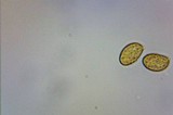 Gymnopilus thiersii image