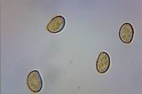 Gymnopilus thiersii image