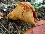 Gymnopilus thiersii image