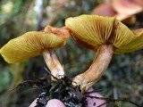 Gymnopilus thiersii image