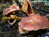 Gymnopilus thiersii image