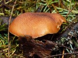 Gymnopilus thiersii image
