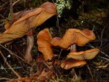 Gymnopilus thiersii image