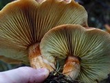 Gymnopilus thiersii image