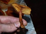 Gymnopilus thiersii image