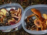 Gymnopilus thiersii image