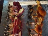 Gymnopilus thiersii image