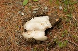 Agaricus bitorquis image