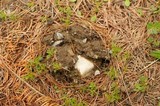 Agaricus bitorquis image