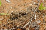 Agaricus bitorquis image
