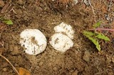 Agaricus bitorquis image