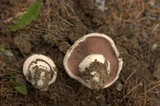 Agaricus bitorquis image