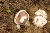 Agaricus bitorquis image