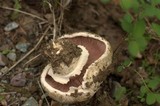 Agaricus bitorquis image