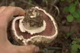Agaricus bitorquis image
