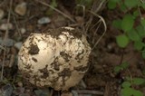 Agaricus bitorquis image