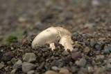 Agaricus bitorquis image
