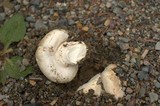 Agaricus bitorquis image