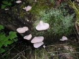 Crepidotus applanatus image