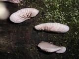 Crepidotus applanatus image