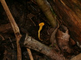 Spathularia flavida image